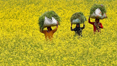 Management of Virgin Harvest Welcome You news 36785